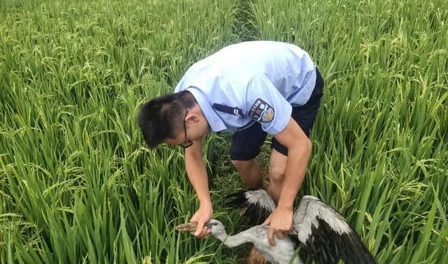  成功|弥勒市公安局森林警察大队成功救助一只钳嘴鹳