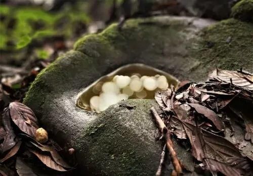  中国|高黎贡山 | 中国五星级观鸟胜地，你知道吗？