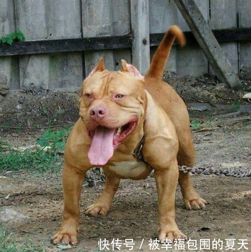 狮子|世上最凶恶的狗, 斗野牛、狮子、熊等超重级猛兽, 被咬基本没救了