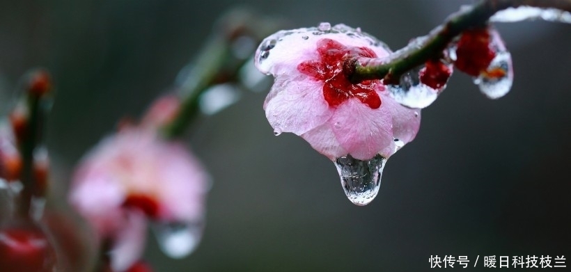中旬|7月中旬,花漾春季,偶遇良缘,彼此含情脉脉的四大生肖!