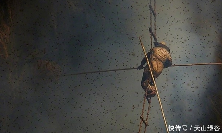黄金|比黄金还贵,这是世界上最贵的蜂蜜,一瓶抵上一台宝马