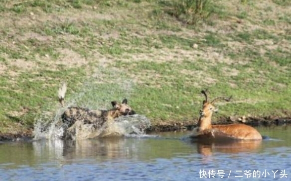 羚羊|逃跑的羚羊, 却成为了水里的守护神