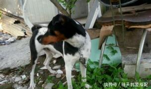 成就|百年前,英国人自认聪明,用英国土狗换瓷器,却成就一代中华名犬