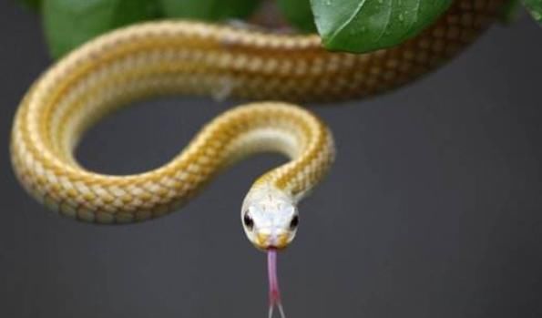 生肖|家中若有以下4大生肖，运气旺喜事多，财神进家门数钱到手软！