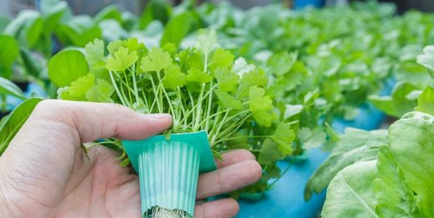  蔬菜|露地蔬菜生产的田间管理技术，你了解多少，不妨看看