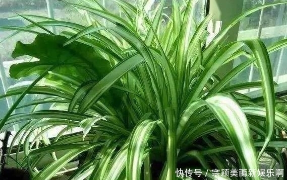 夏季|夏季在家盆栽植物担心养不好?不如选这3款,天热照样好养活