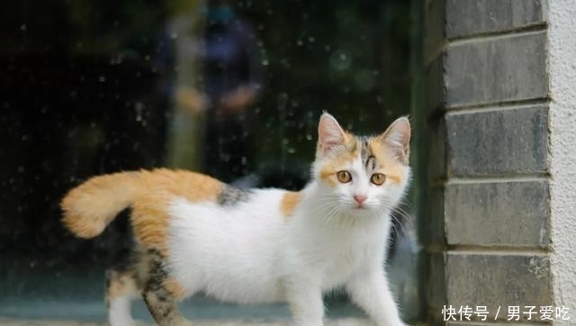  前来|观复猫天团上新，米麒麟前来报道啦