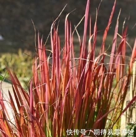  人称|这东西，人称“血草”，名字吓人却是一“宝”，野外遇见，请珍惜