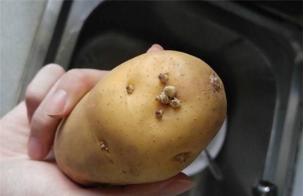  学会|才知道保存土豆有技巧，学会这么做，土豆放一年也不发芽不腐烂！