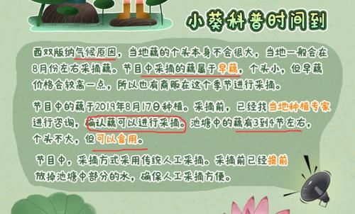  原因|《向往》挖藕被质疑作秀、糟蹋粮食，官方透露原因狠狠打脸