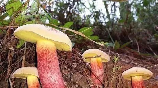 特产|大凉山特产，你知道几个？