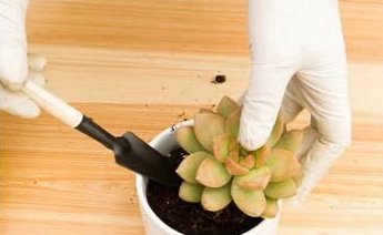 枝头|盆里扔2样东西,养花10年不烂根,叶子油光瓦亮,花苞挂满枝头!