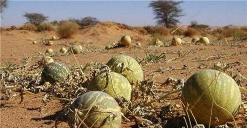 西瓜|沙漠里遍地西瓜,为何路人宁愿饿肚子也不吃当地人想吃但不能