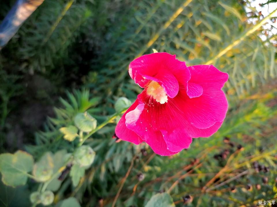 蜀葵|盛夏赏蜀葵，观花心情爽！