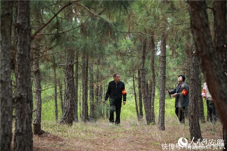 四十年如一日，安徽五河这位护林员让荒山变“青山”