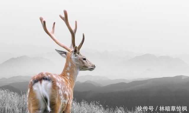 进来|关于鹿的饲养管理与技术，你了解多少，不妨进来看看