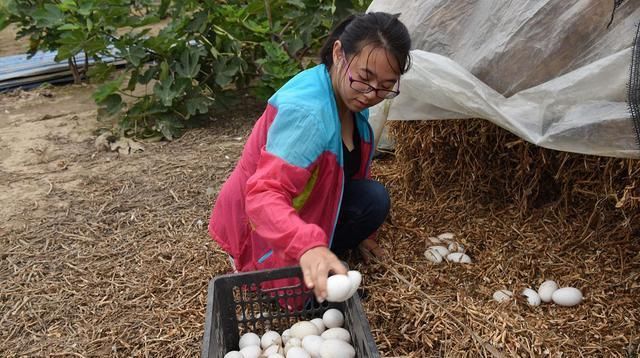 妈妈|吃鹅肉的人很多,超市却没有鹅蛋卖,也很少见人吃鹅蛋,为什么呢