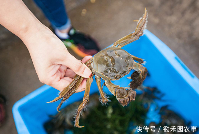 就火|去年遭吐槽的大闸蟹，今年没上市就火了，消费者直呼吃不起