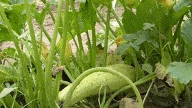  生活|如果《向往的生活》来峰峰，取景地一定在这里……