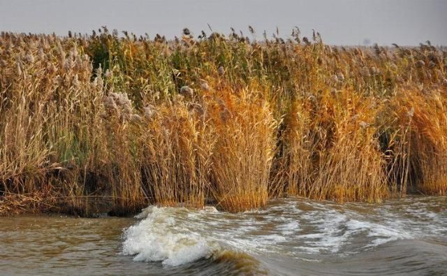  造纸|世界最大芦苇荡在中国，面积长度超百公里，可造纸可观赏