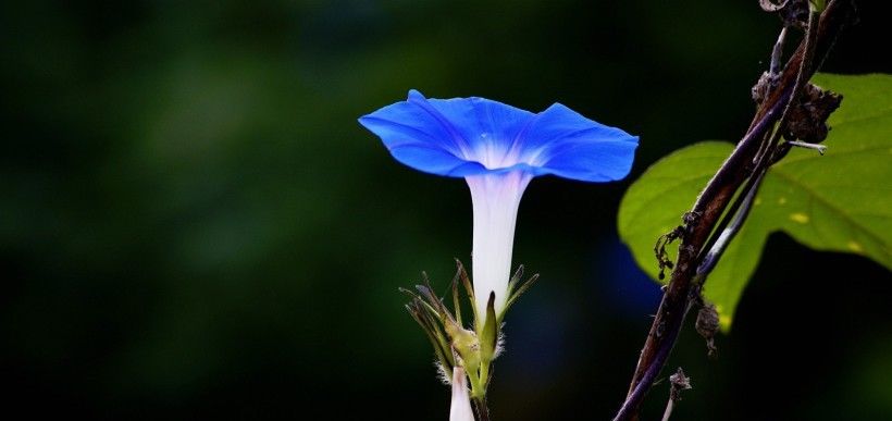  们都很有潜|“对爱情很专一”的4大生肖，对老婆很痴情，真情到永远