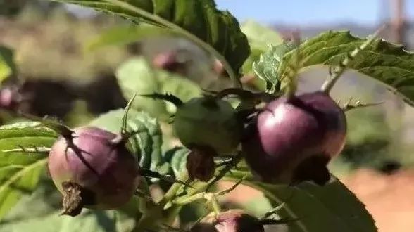  仁寿|仁寿有个村，名字叫“同意”！