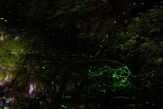  梦幻|超梦幻！西湖边的萤火虫你见过吗？这个地方还有1500亩的萤火虫公园！