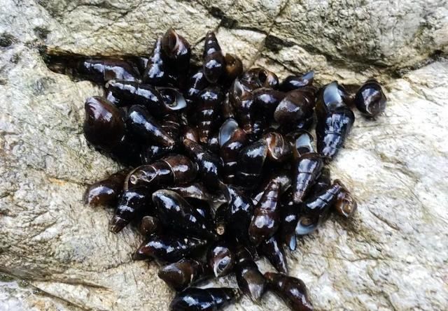 美味|客家山间这种美味,叫人欲罢不能