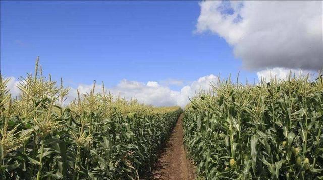  防控|防治夏玉米虫害，“一喷多效”防控技术，种地高手都在用，快学学