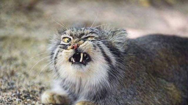  居住区|这种栖息于无人居住区的猫科动物，猫头鹰脸，表情丰富走红网络