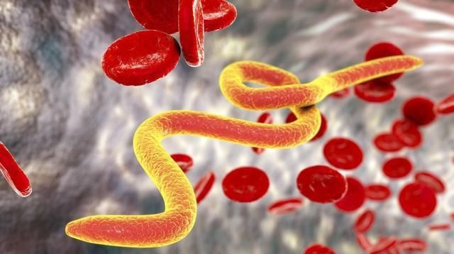 猪场|猪场15%的母猪像牛一样“反刍”怎回事?可能有四种病因引起