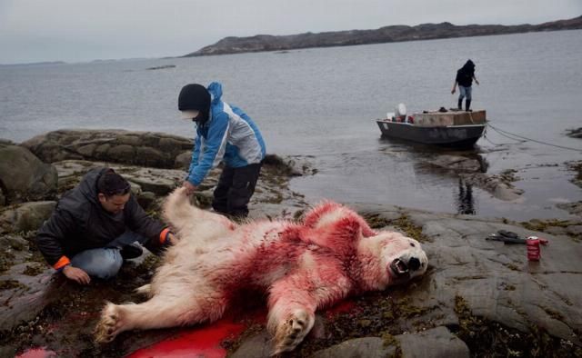  合法|有钱人花上33万，就可以在加拿大合法杀死一只北极熊