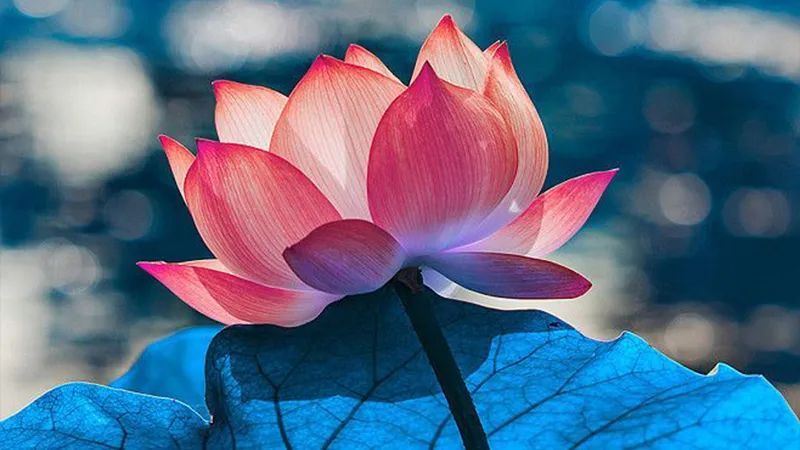  淤血|不生气才能少生病！爱生气的人，体内很容易成痰、淤血！如何解决