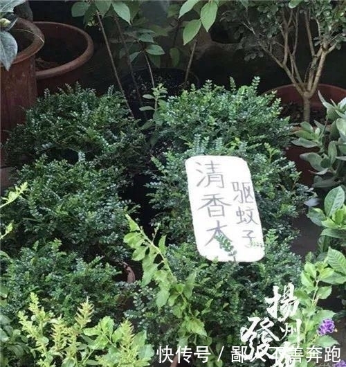  赴宴|男子带家人到宝应赴宴，却在途中相继出现不适！原因竟是···