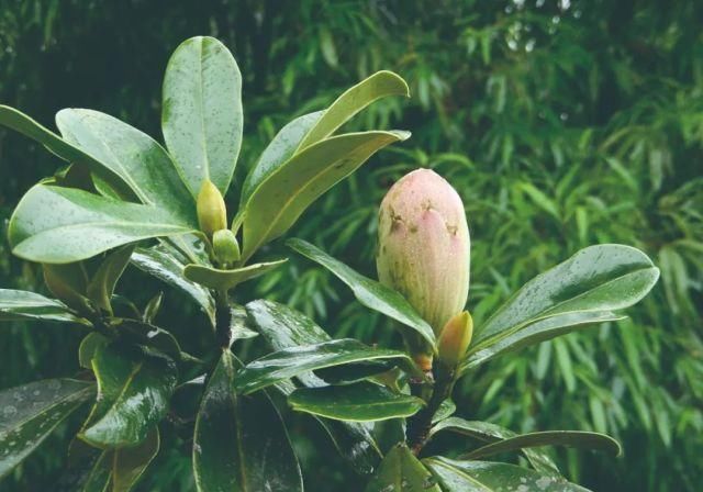 生长|云之南，一个生生不息、万物生长的地方