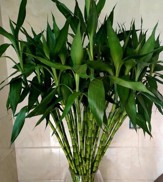  黄叶|养富贵竹，解决5个问题，富贵竹不烂根不黄叶，油绿茂盛节节高