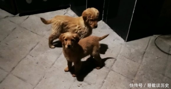 东西|金毛白天睡觉晚上“执勤”,小小年纪就知道看家护院