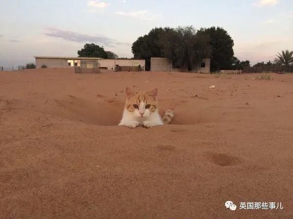  沙漠|霓虹妹子嫁到阿联酋，在5万平米的沙漠＂后院＂里养猫养骆驼?!