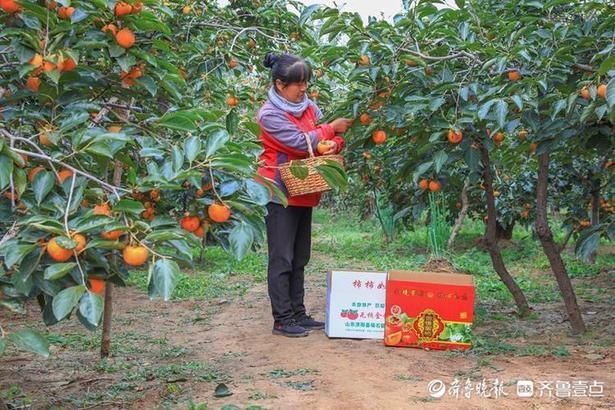 金镜|济阳垛庄金镜蜜柿，香飘“柿子之乡”