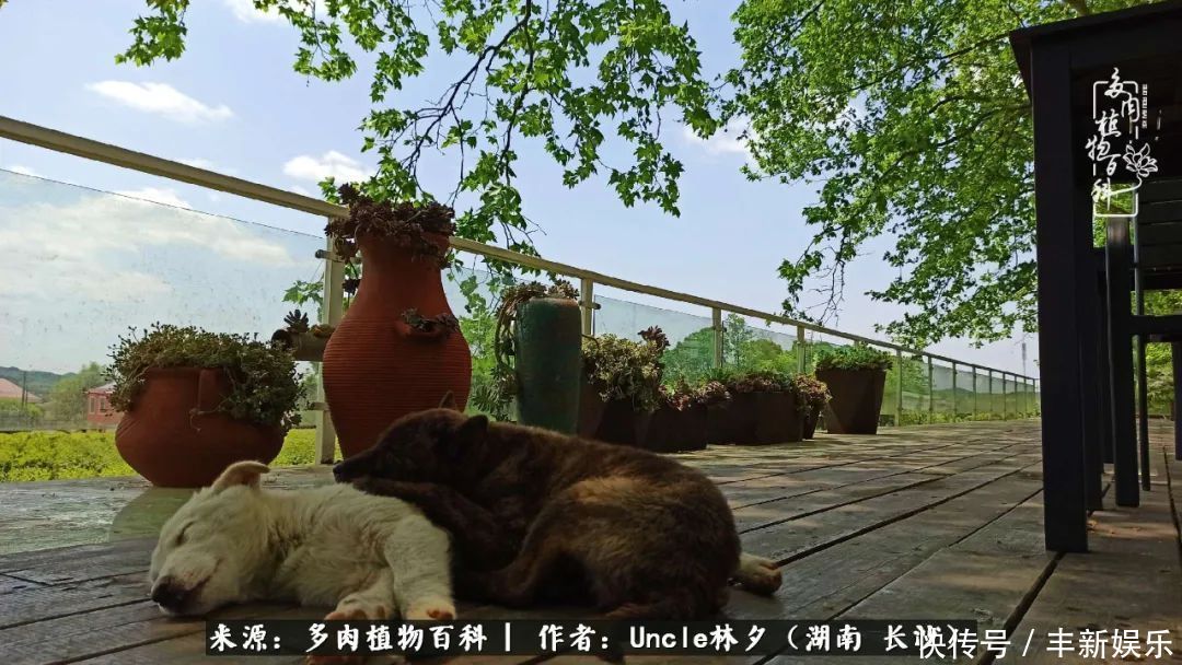  泡一壶|多肉庭院慢生活种一片多肉，喝一杯果酒，泡一壶清茶！