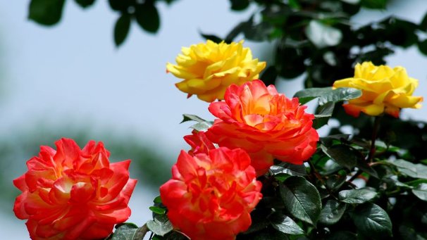 子女|“天生旺夫命”的4生肖女，婚后旺夫旺子女，前提是丈夫要宠她！