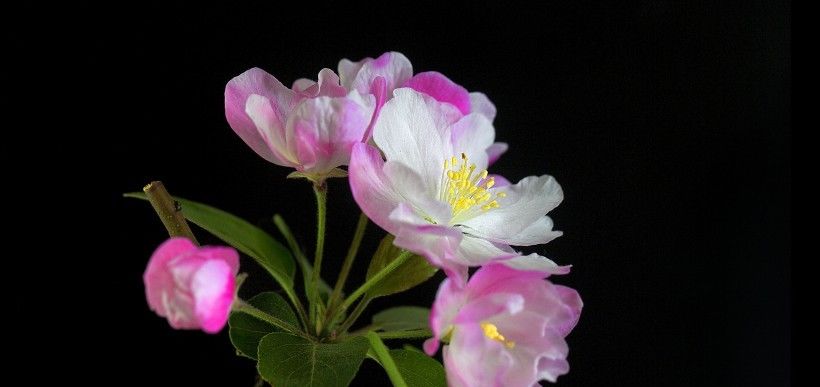  四大|8月开始运势上升，横财进门，富贵如雨的四大属相
