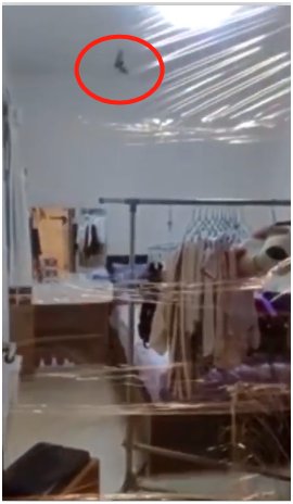  求助|蝙蝠意外飞进家门后 居民用保鲜膜封门再向港警求助