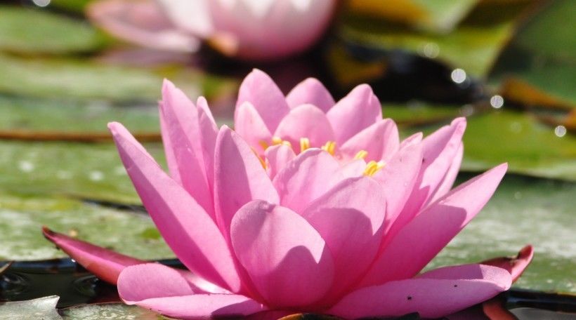  运势|8月开始运势一路走旺，财气进门，富贵荣华的四大属相