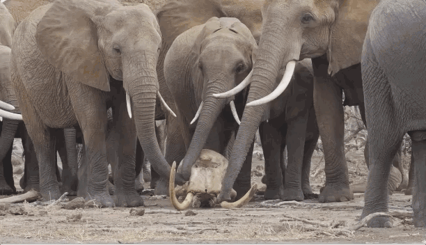 女王|为了躲避猎杀和寻找水源，女王带着族群，开启了逃亡之旅