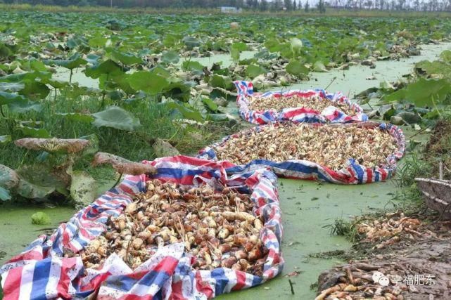  肥东|震撼！肥东霸屏央视！惊艳全国！这次是因为……