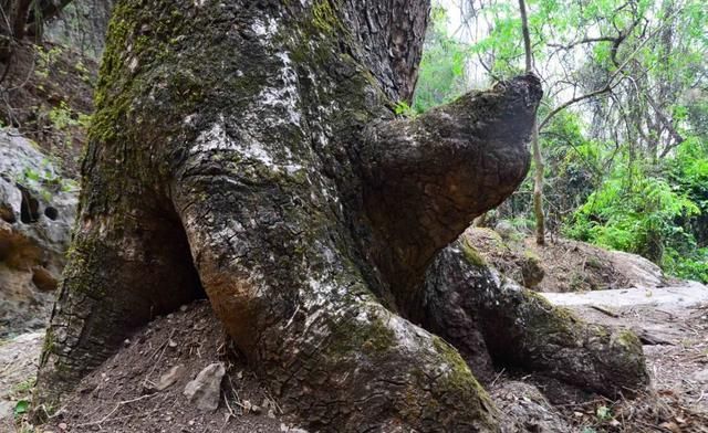 居住|云南深山有座寺庙,建在悬崖上距今千年,独自居住着一位中年男子
