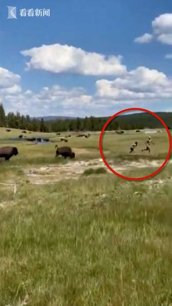  逃跑|野牛突然发狂直奔而来 女子逃跑时摔倒装死自救