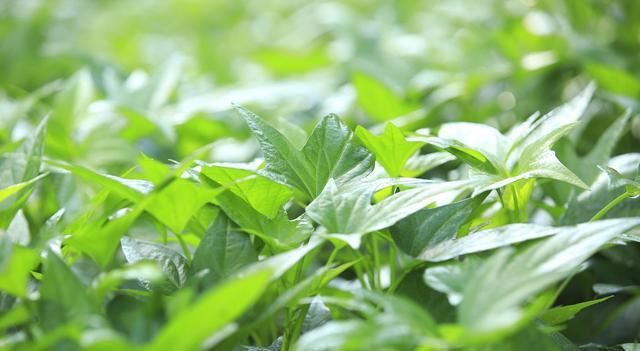  才能|红薯优质高产栽培技术要点，老农来和你们说说，怎么才能增产