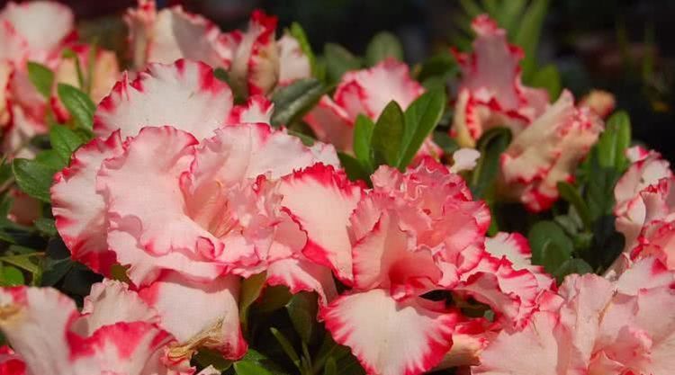  无忧|8月开始财富翻番，事业顺风顺水，一生富贵无忧的四大属相